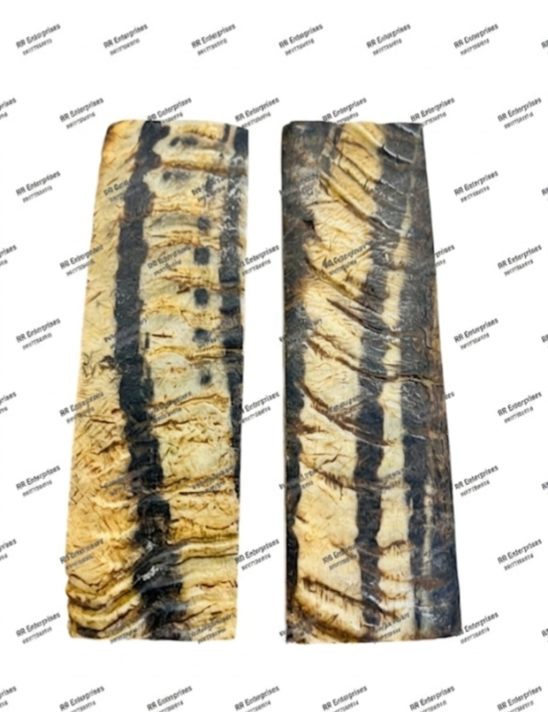 Ram's Horn Dark Light Scales